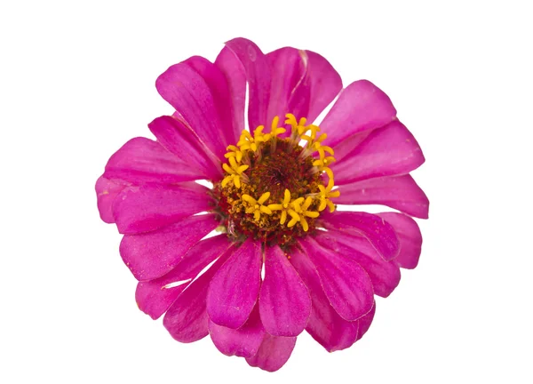 Fioritura rosa Zinnia — Foto Stock