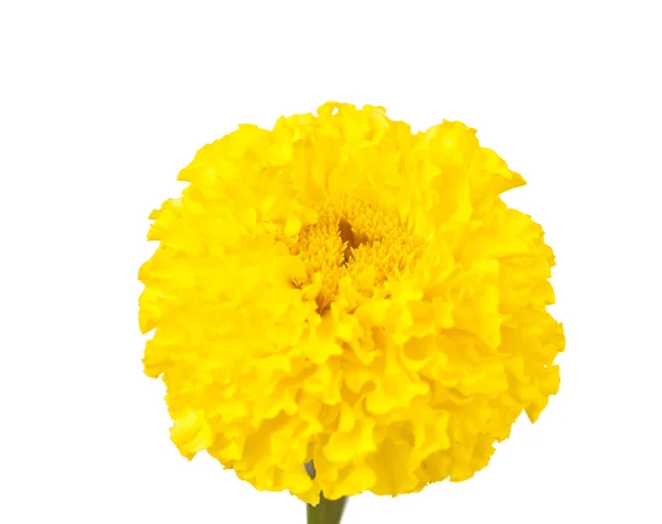 Izole sarı kadife çiçeği — Stok fotoğraf