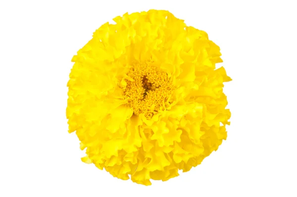 Κίτρινη marigold απομονωθεί — Φωτογραφία Αρχείου