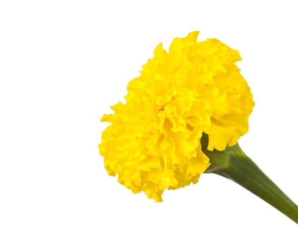 Жёлтая Мэриголд — стоковое фото