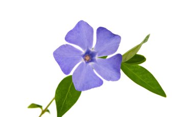 Periwinkle flower isolated clipart