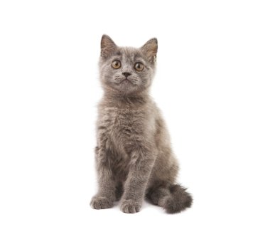 Grey kitten clipart