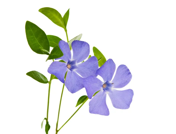 Snäcka blomma isolerade — Stockfoto