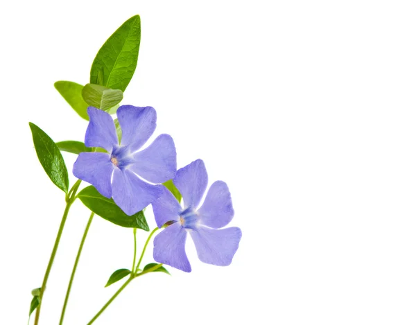 分離されたツルニチニチソウの花 — ストック写真