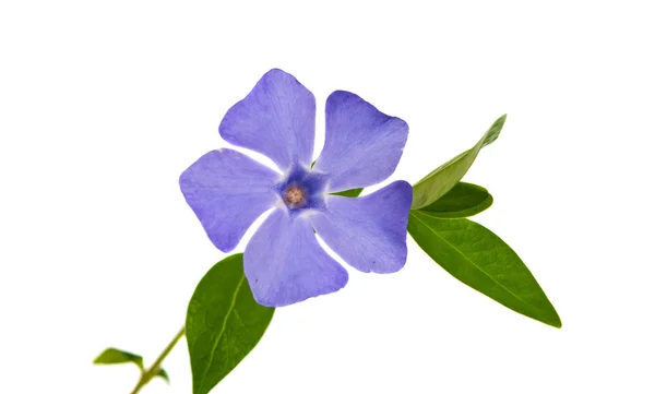 Fiore di pervinca isolato — Foto Stock