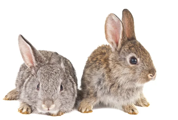 Кролики ізольовані — стокове фото