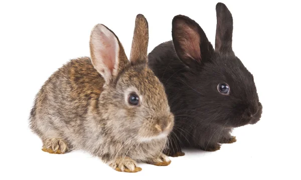 Conejos aislados — Foto de Stock