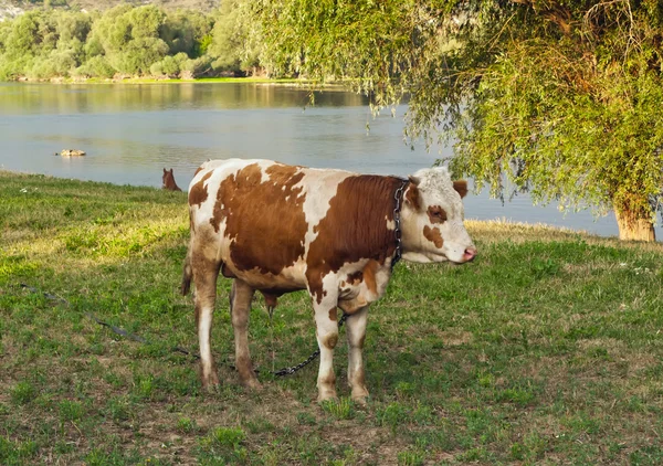 Bull is grazing — Stock Photo, Image