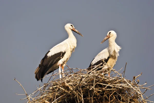 stock image Storks in the nest