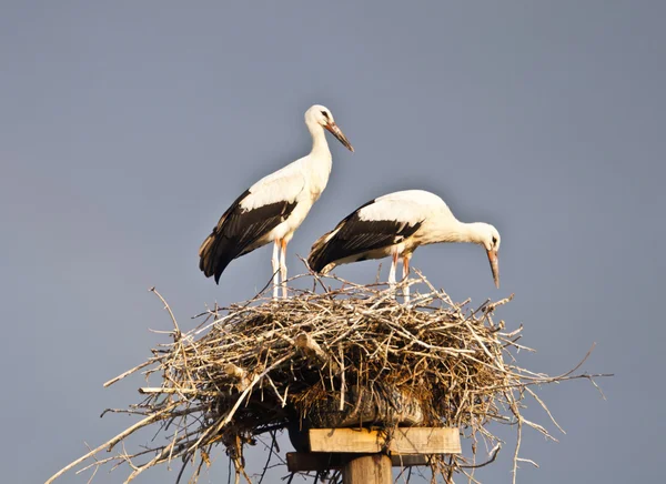 Stock image Storks in the nest