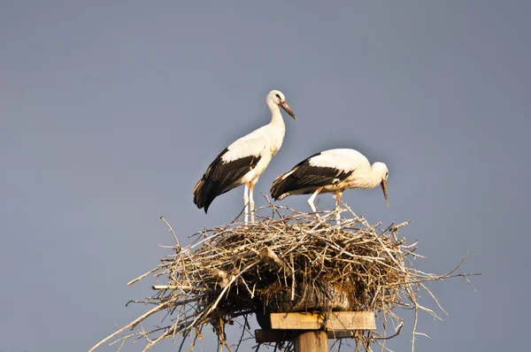 stock image Storks in the nest