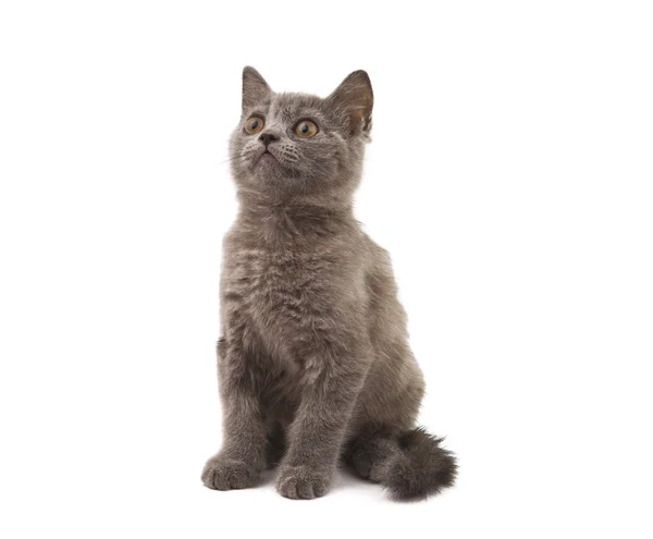 Сірий кошеня — стокове фото