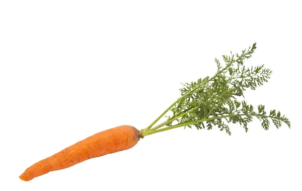 Carrots with leaves isolated — Stock Photo, Image