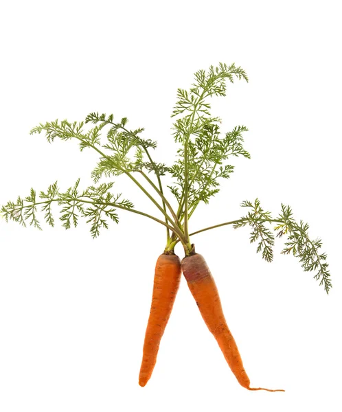 Morötter med blad — Stockfoto