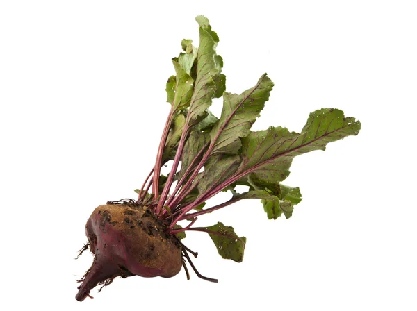 Beet root isolated — Stock Photo, Image