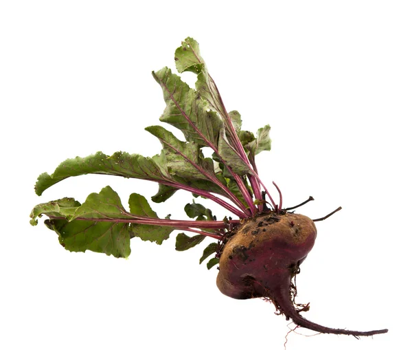 Beet root isolated — Stock Photo, Image