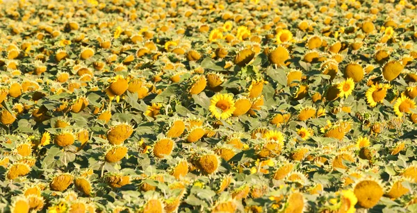 Yellow sunflowers. — Stock Photo, Image