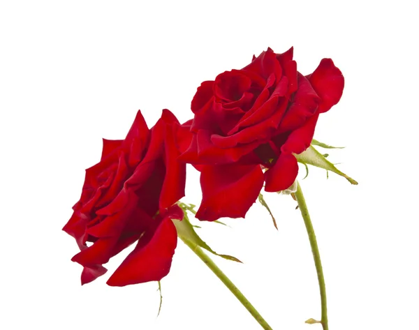 Tmavě červená růže, samostatný — Stock fotografie