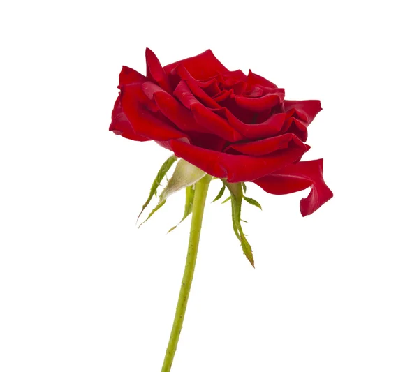 Donkere rode roos geïsoleerd — Stockfoto