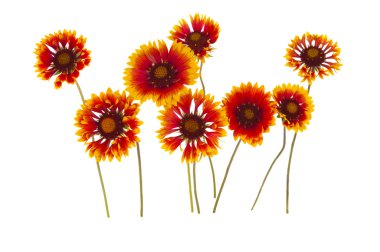 Gaillardia çiçek