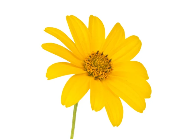 Απομονωμένο κίτρινο λουλούδι — Φωτογραφία Αρχείου