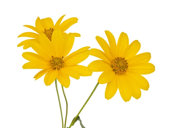 黄色の花を隔離 — ストック写真