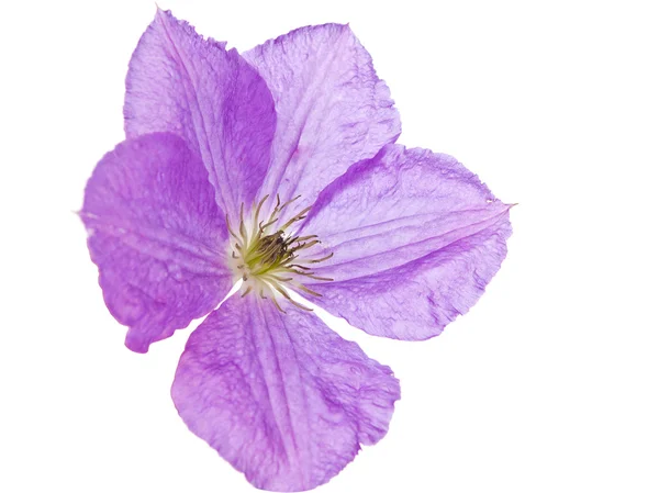 stock image Flower isolated