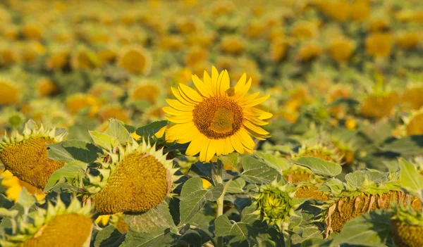 Yellow sunflowers. — Stock Photo, Image