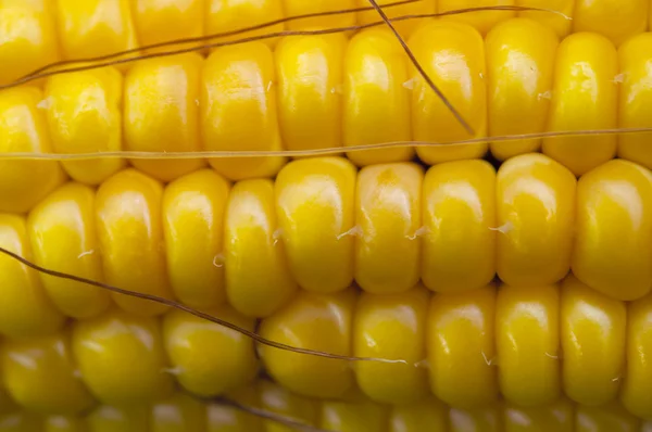 Sárga kukorica textúra — Stock Fotó