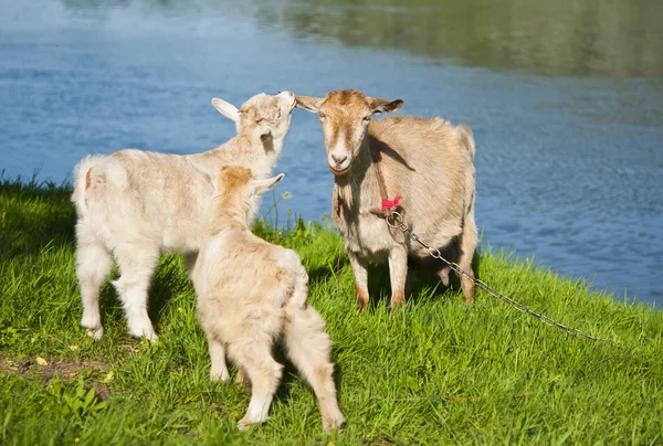 Goat with kids — Stock Photo, Image