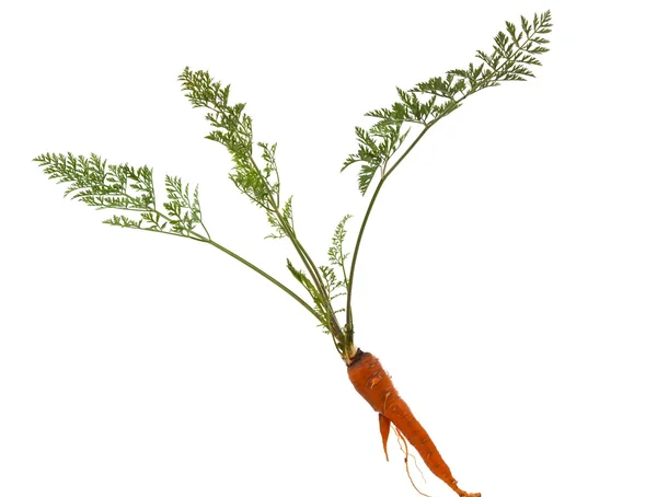 Морква, ізольовані — стокове фото