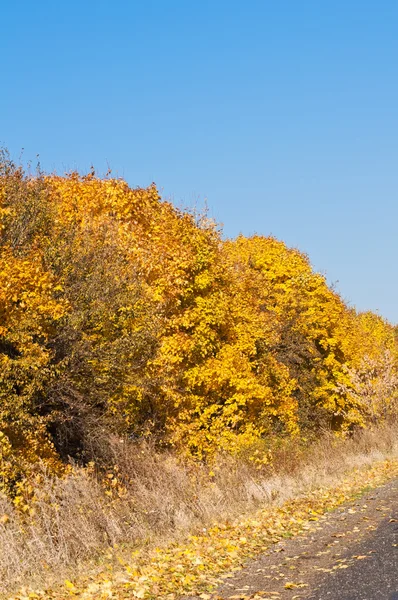 Golden autumn landscapes — Stock Photo, Image