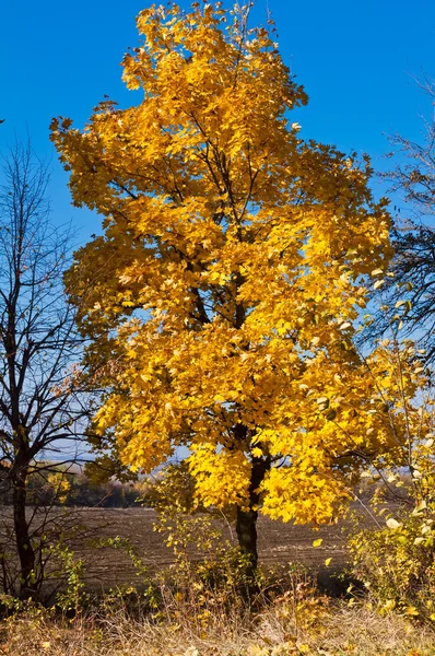 Zlaté podzimní krajina — Stock fotografie