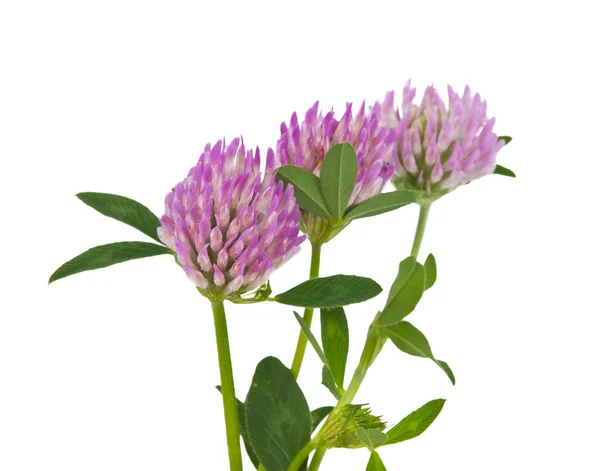 Clover isolated — Stock Photo, Image