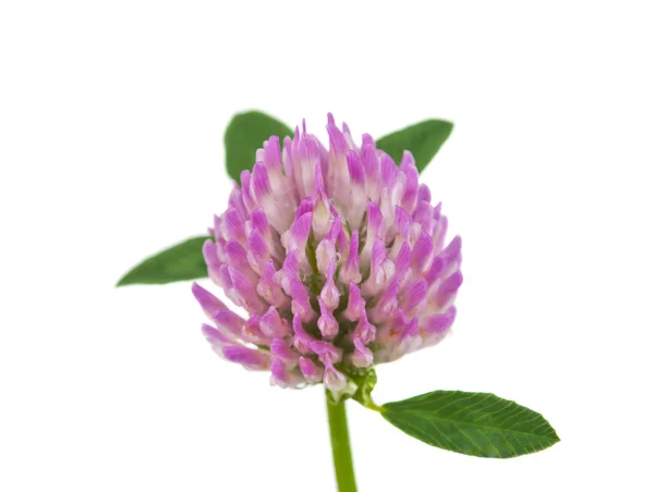 Clover isolated — Stock Photo, Image