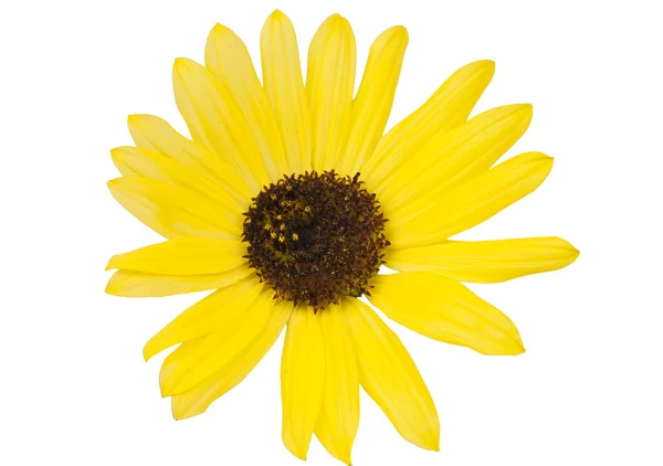 Žlutý květ izolovaný — Stock fotografie