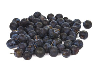 Wild Hedgerow Sloes isolated clipart