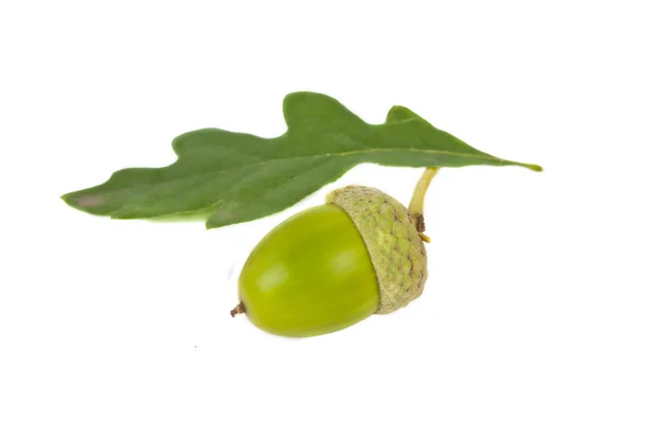 Green Acorn — Stock Photo, Image