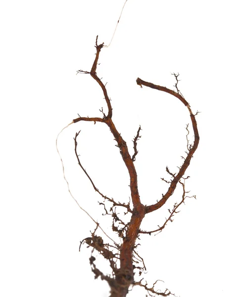 Oak root isolated — Stock Photo, Image