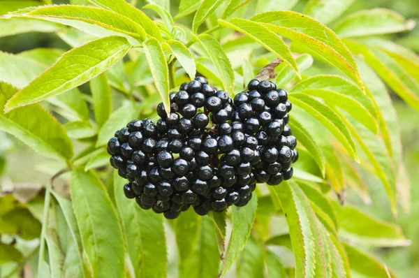 Чёрная бурая ягода — стоковое фото