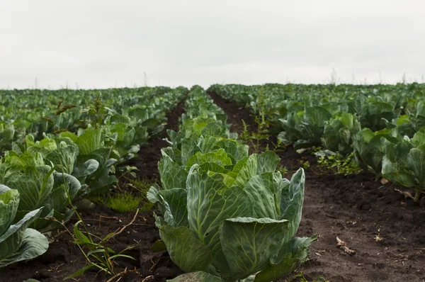 Green cabbage field — Stock Photo, Image