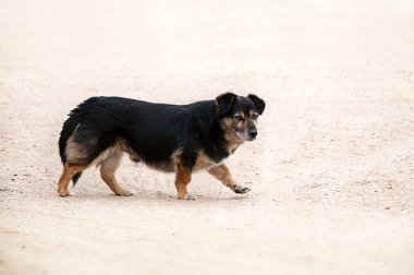 Sarı kum üstünde evsiz siyah ve kahverengi köpek