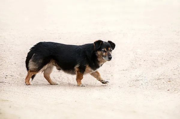 Sarı kum üstünde evsiz siyah ve kahverengi köpek - Stok İmaj