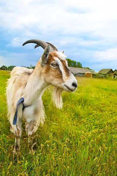 Brown and white goat in th field Royalty Free Stock Photos