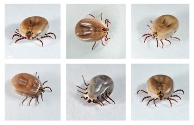 Dog Ticks. clipart