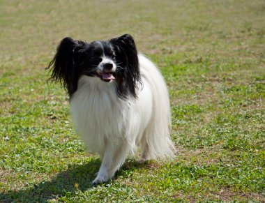 Papillon köpek