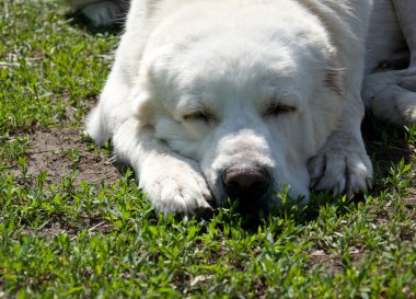 Labrador köpek