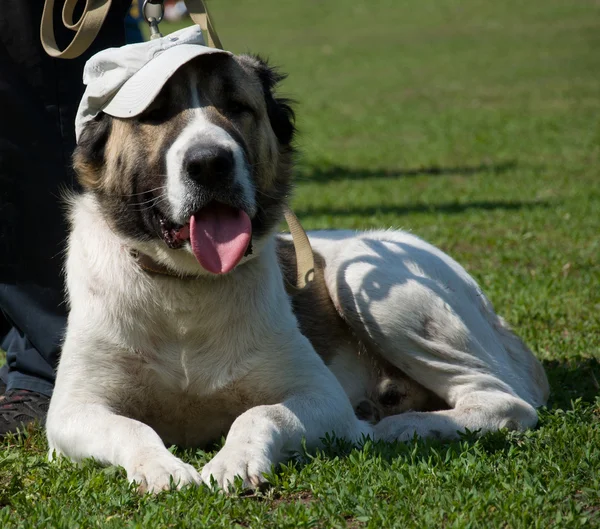 Dog in cap — Stock Photo, Image