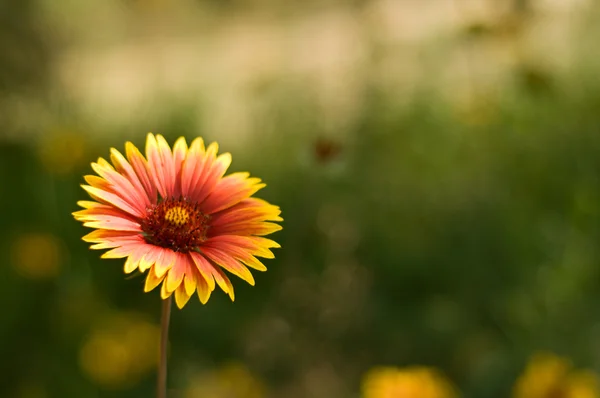 Flor de verano —  Fotos de Stock
