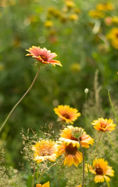 Verão flores fundo — Fotografia de Stock